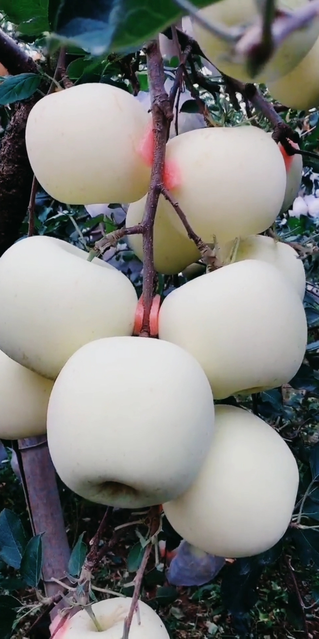 白色的果子名字奶油苹果