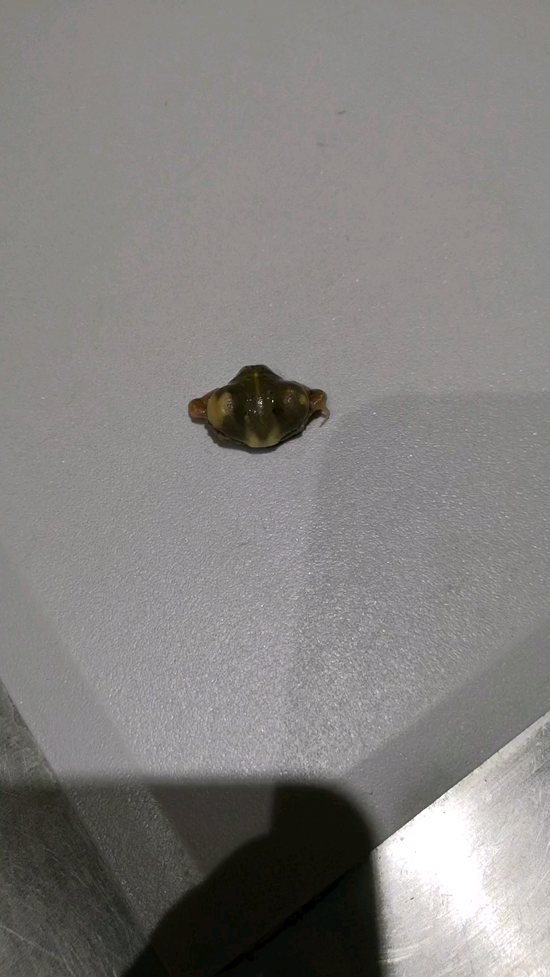 长得像蛤蟆一样的小妖怪