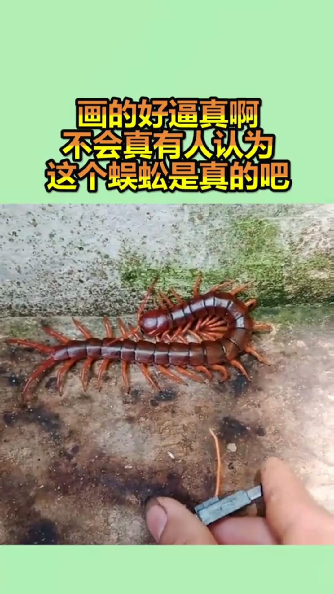 画的好逼真啊,不会真有人认为,这个蜈蚣是真的吧