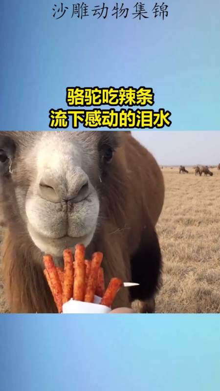 我要上热门#骆驼吃辣条,流下感动的泪水