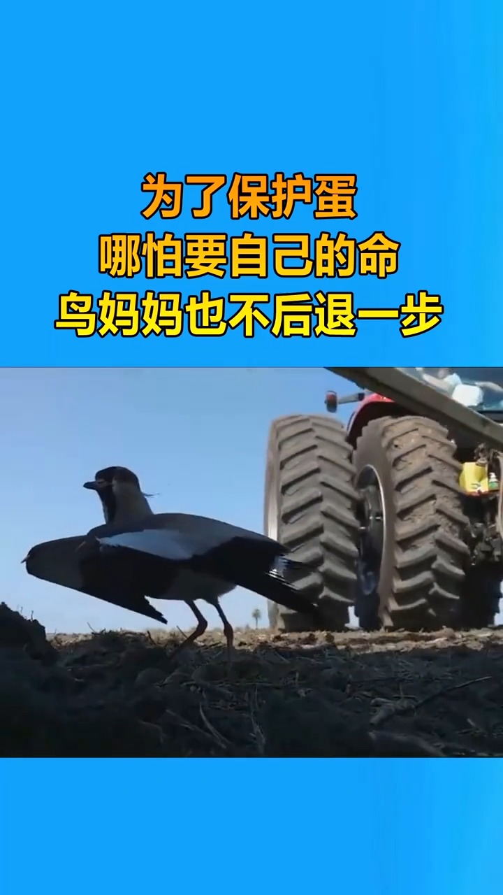 哪怕是拖拉机,鸟妈妈也不后退一步,这是母爱的力量
