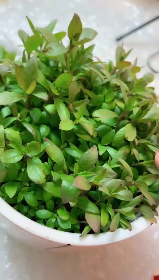 发芽的竹炭海藻面膜