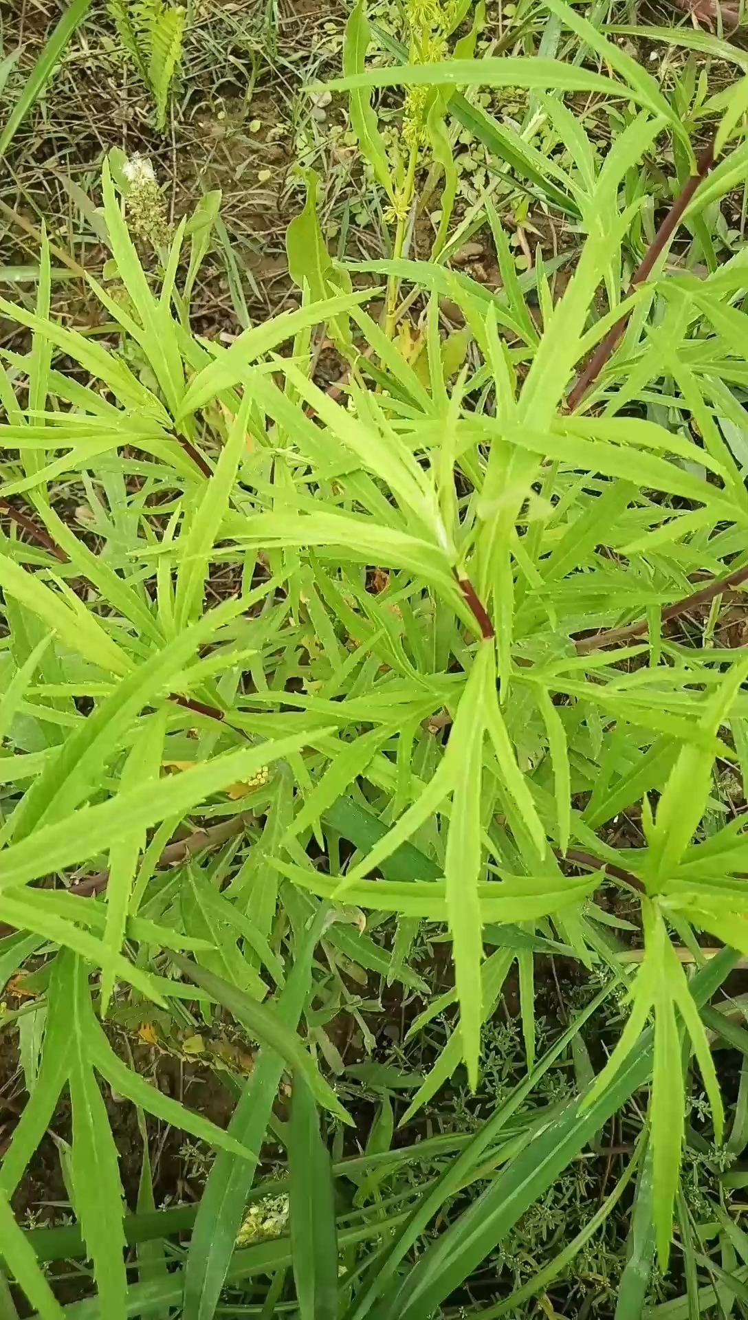 蒌蒿,有名芦蒿,北方叫柳蒿,野菜,可以食用,味道不错!-度小视
