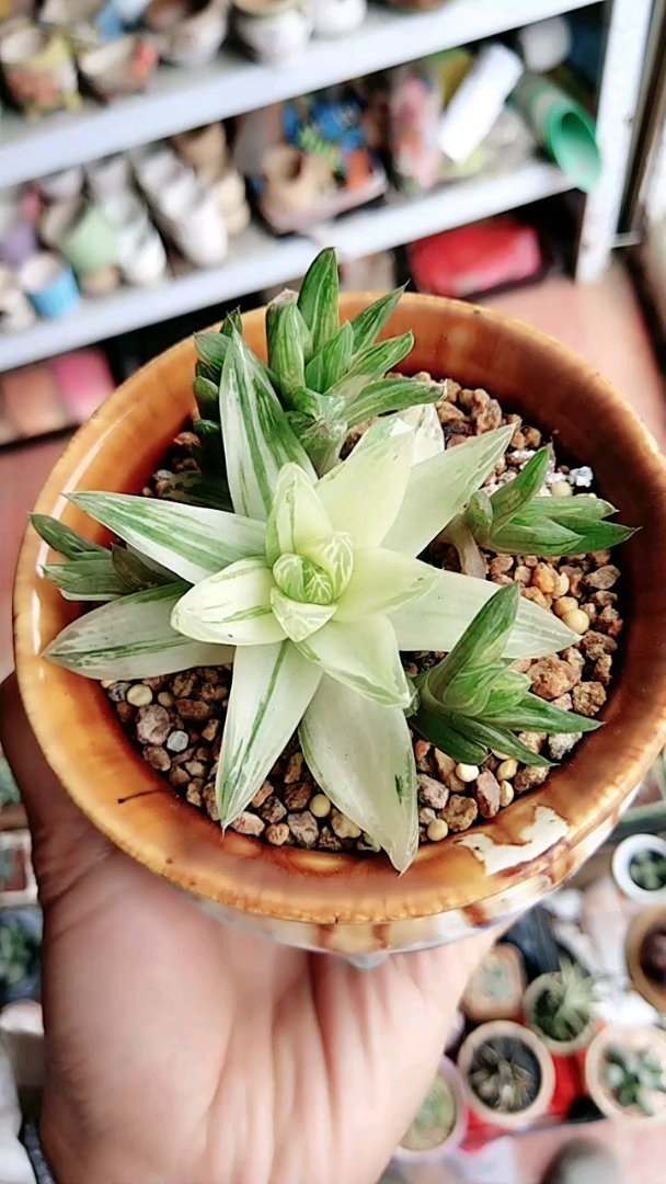 馨崎园艺多肉植物——京之华锦,自然锦,很美