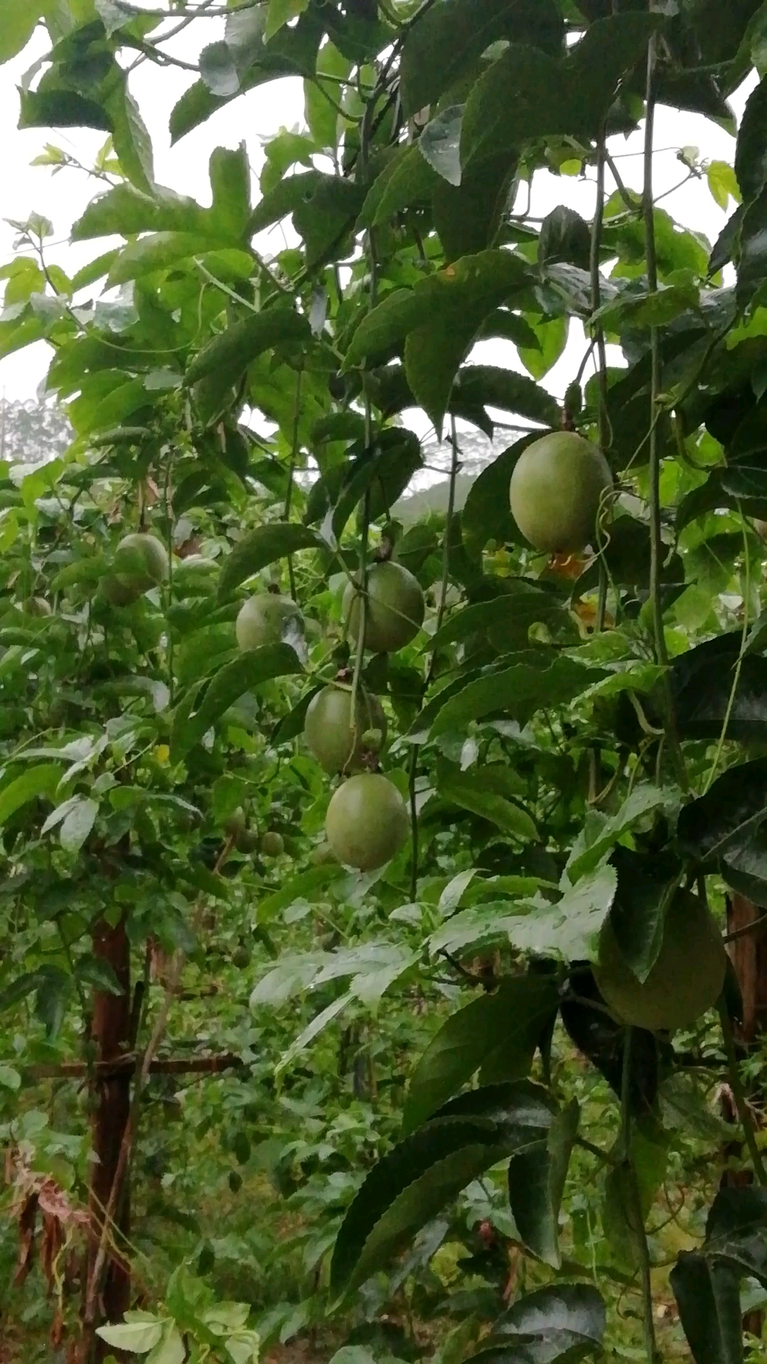 垂簾式種植的百香果