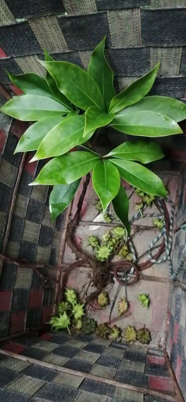 野生八角,菌这个季节的好东西哇,喜欢的可以上山了