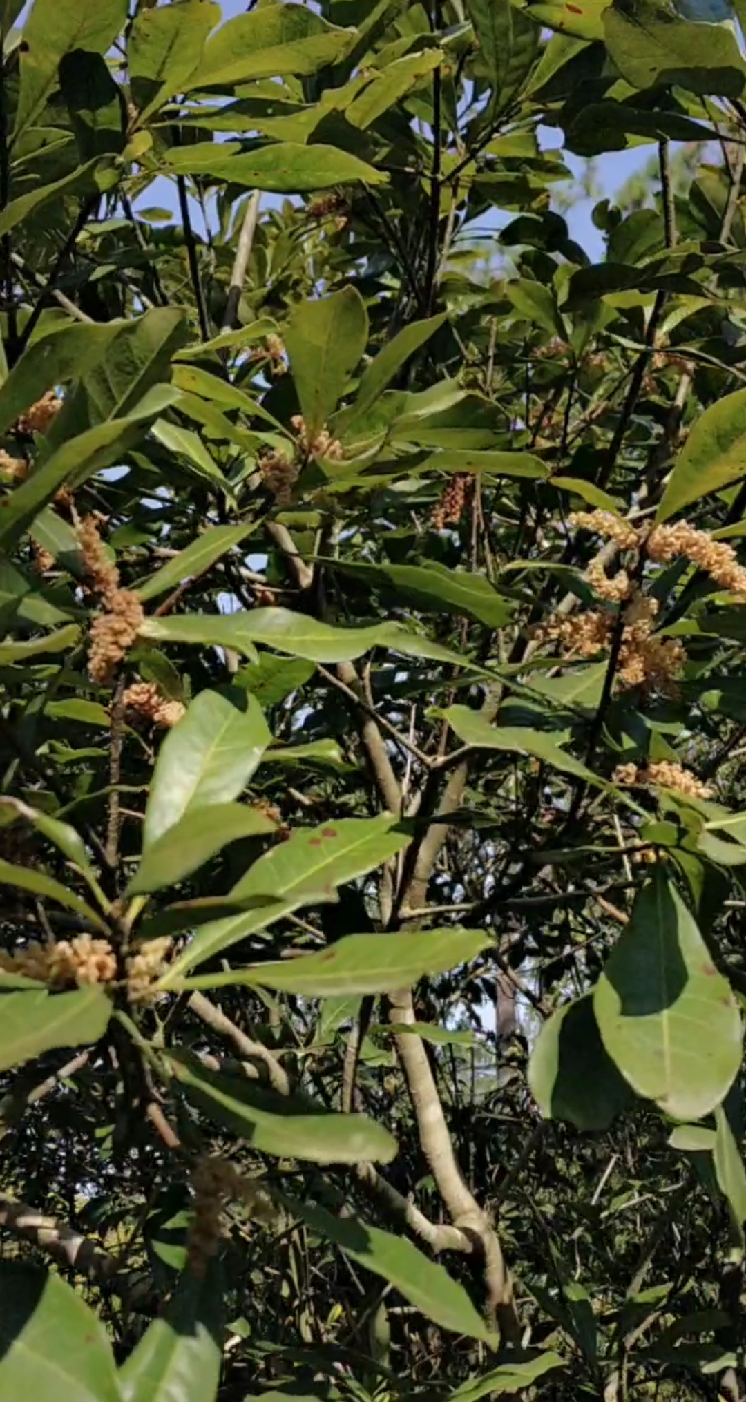 杨梅开花你见过吗,这就是杨梅开的花