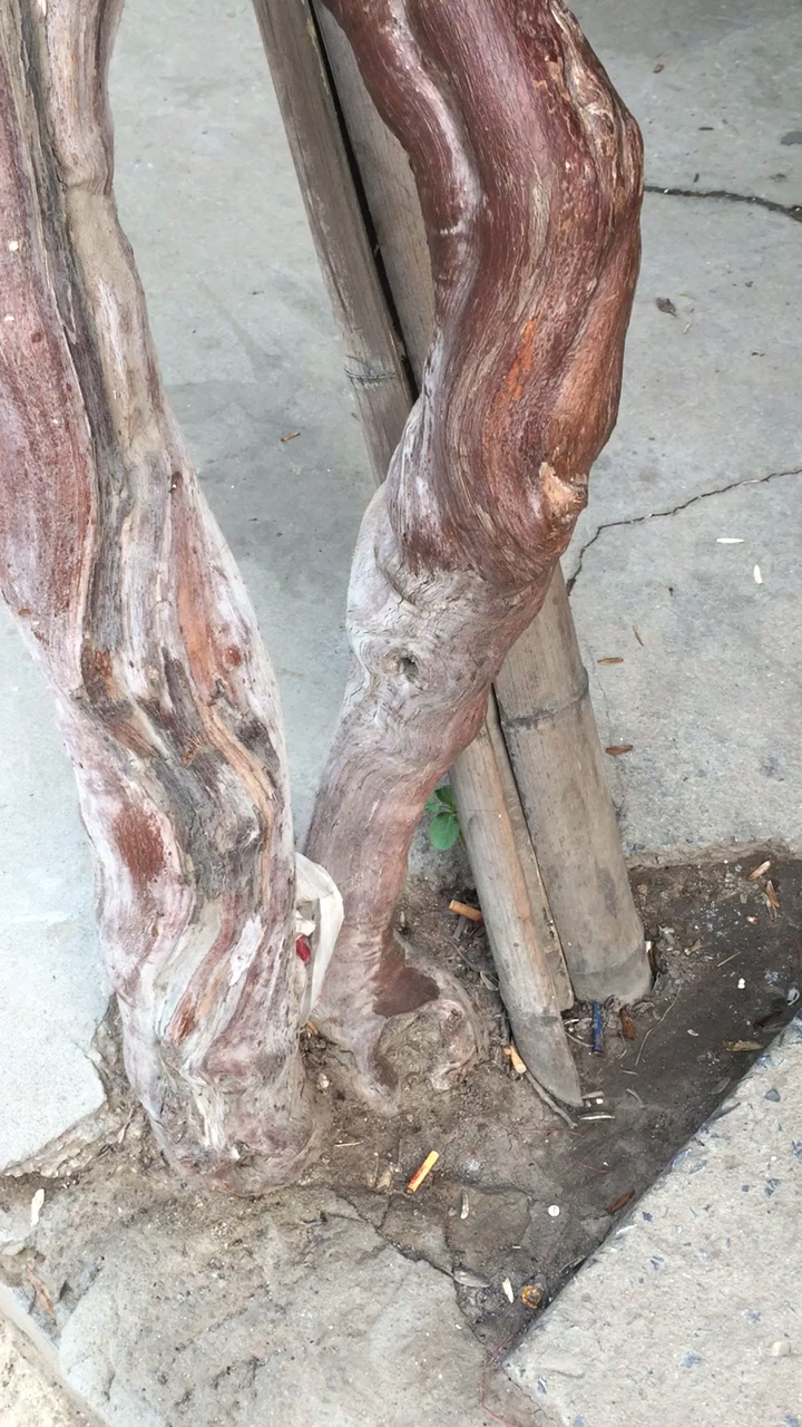 夏日旅行目的地#千年的葡萄树,你见过吗?