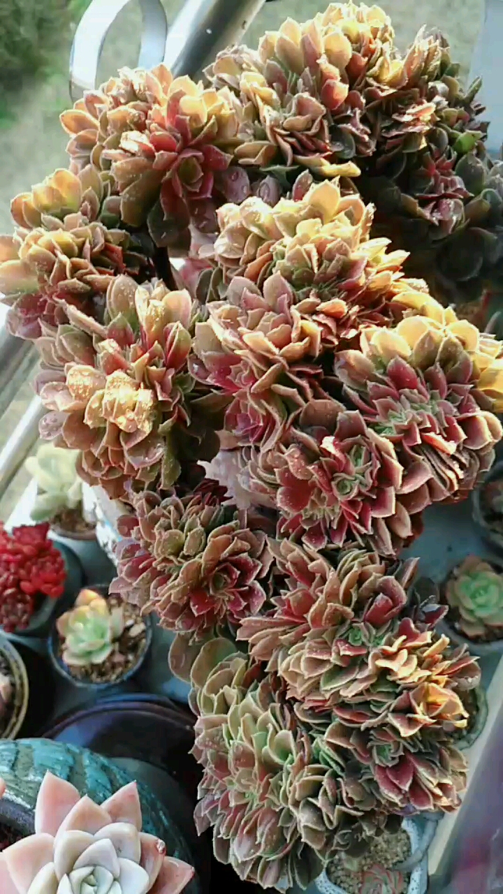 夕阳下的玫瑰法师缀化