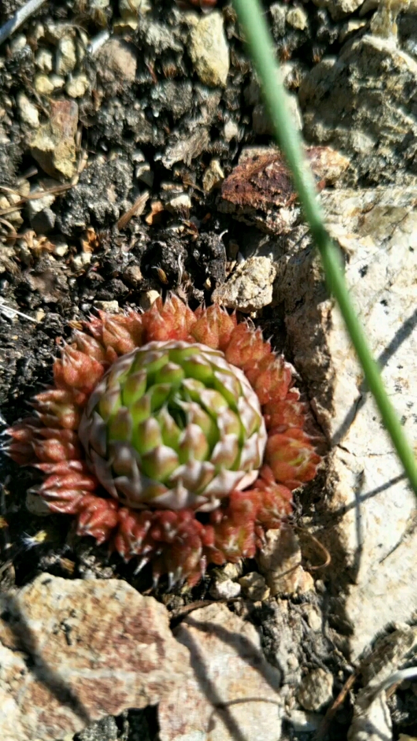 野生多肉,也叫瓦松,观赏植物.