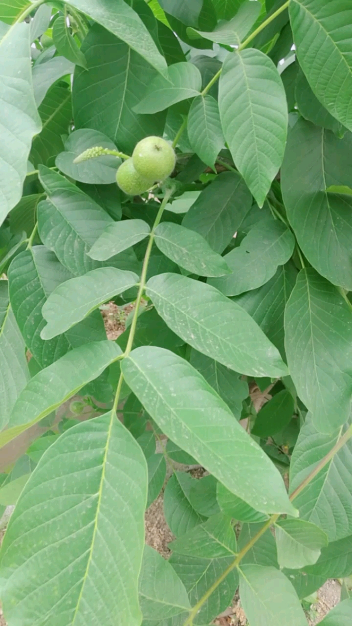 核桃结果了