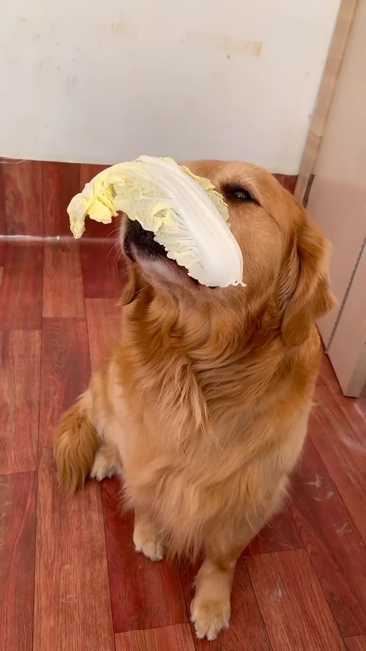 金毛米拉吃大白菜,瞧它的小模样太可爱了,看完不许笑