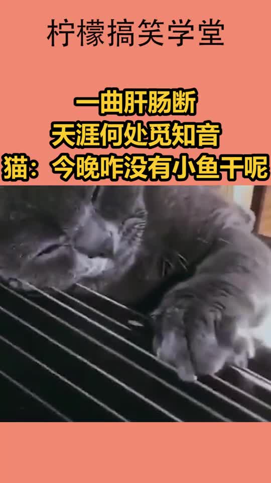 一曲肝肠断,天涯何处觅知音,猫咪:今晚咋没有小鱼干呢