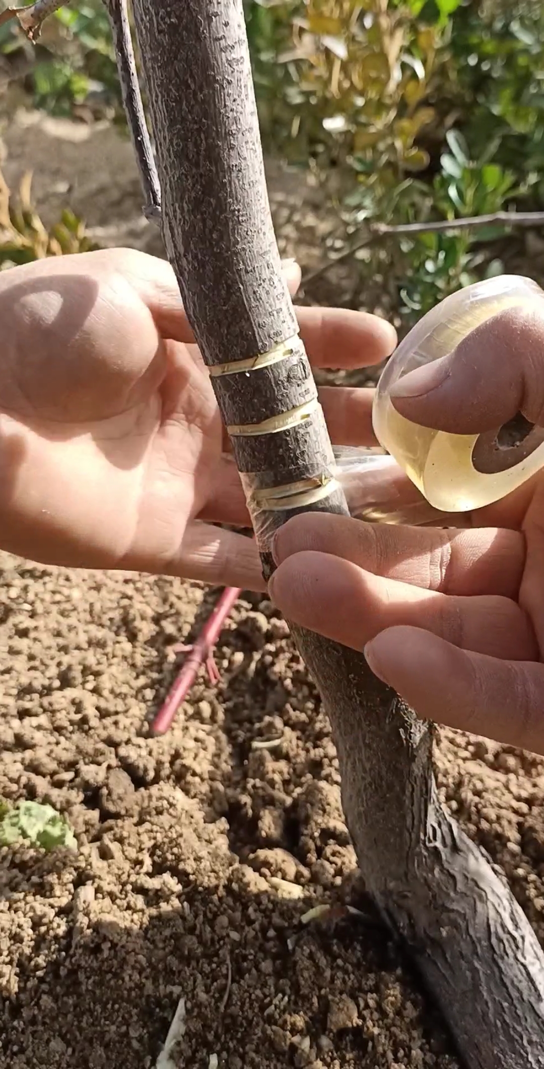 最潮劳动者#枣树科学环割,防止徒长青条,促使花芽分化,提高产量千倍