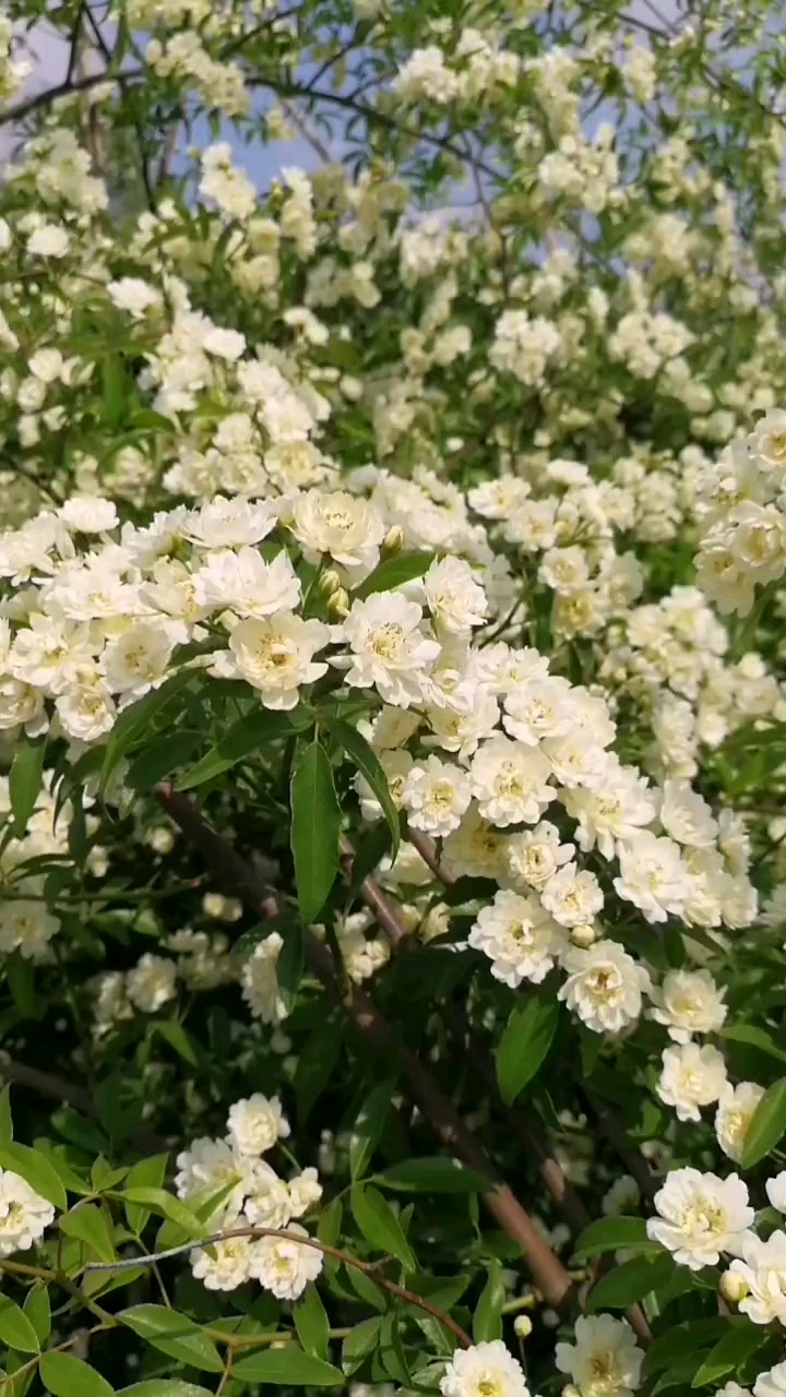 白木香,香气袭人