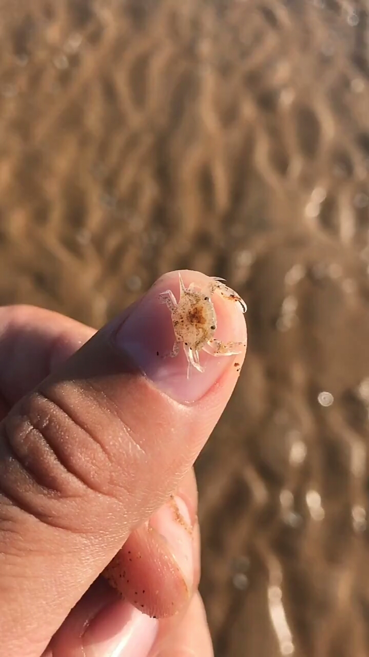 这么小的蟹宝宝还是很难找的!