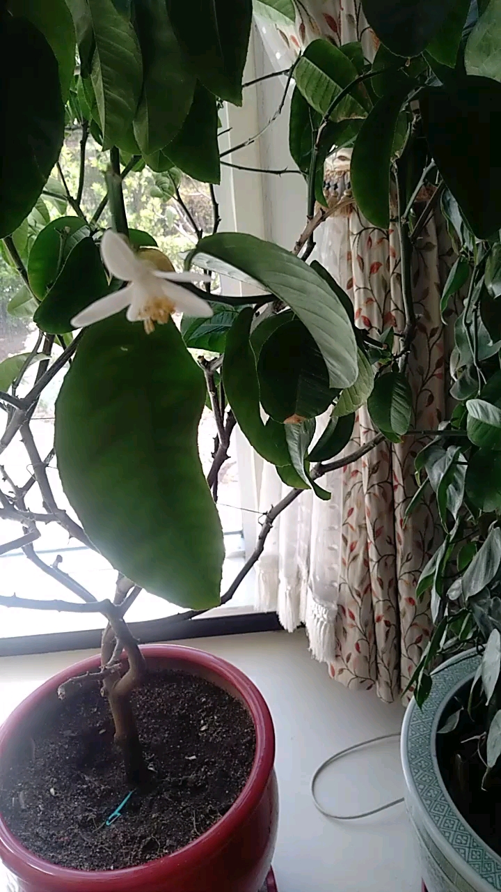 香橼果.有认识的吗