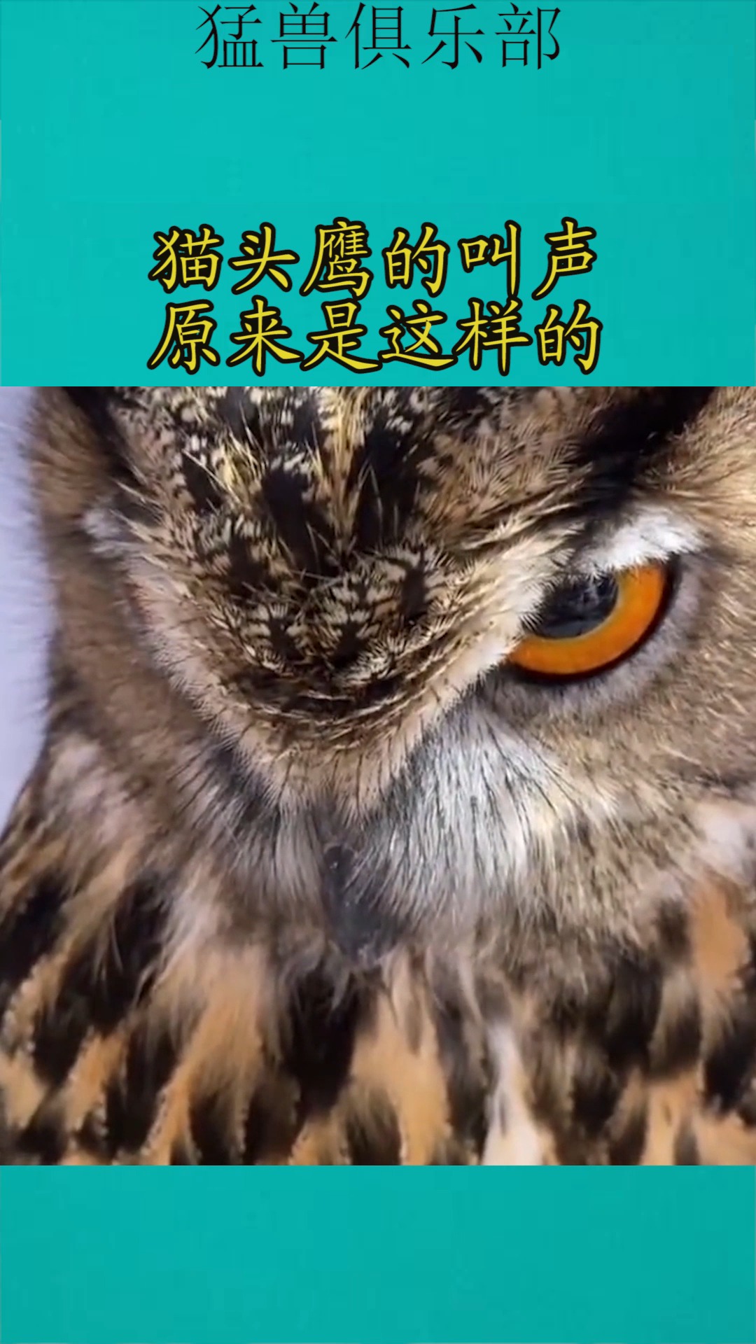 我要上热门#猫头鹰的叫声,原来是这样的