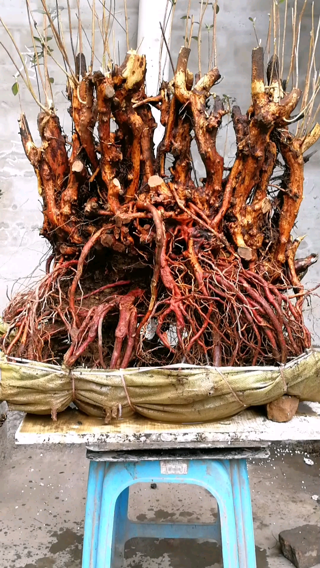 精品老古桩映山红