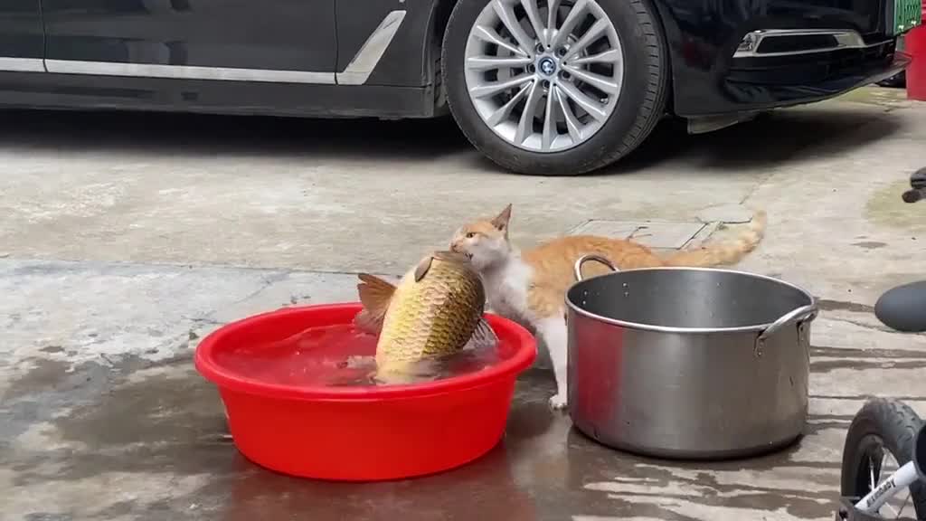 哇塞!一只猫叼起了50斤的鱼