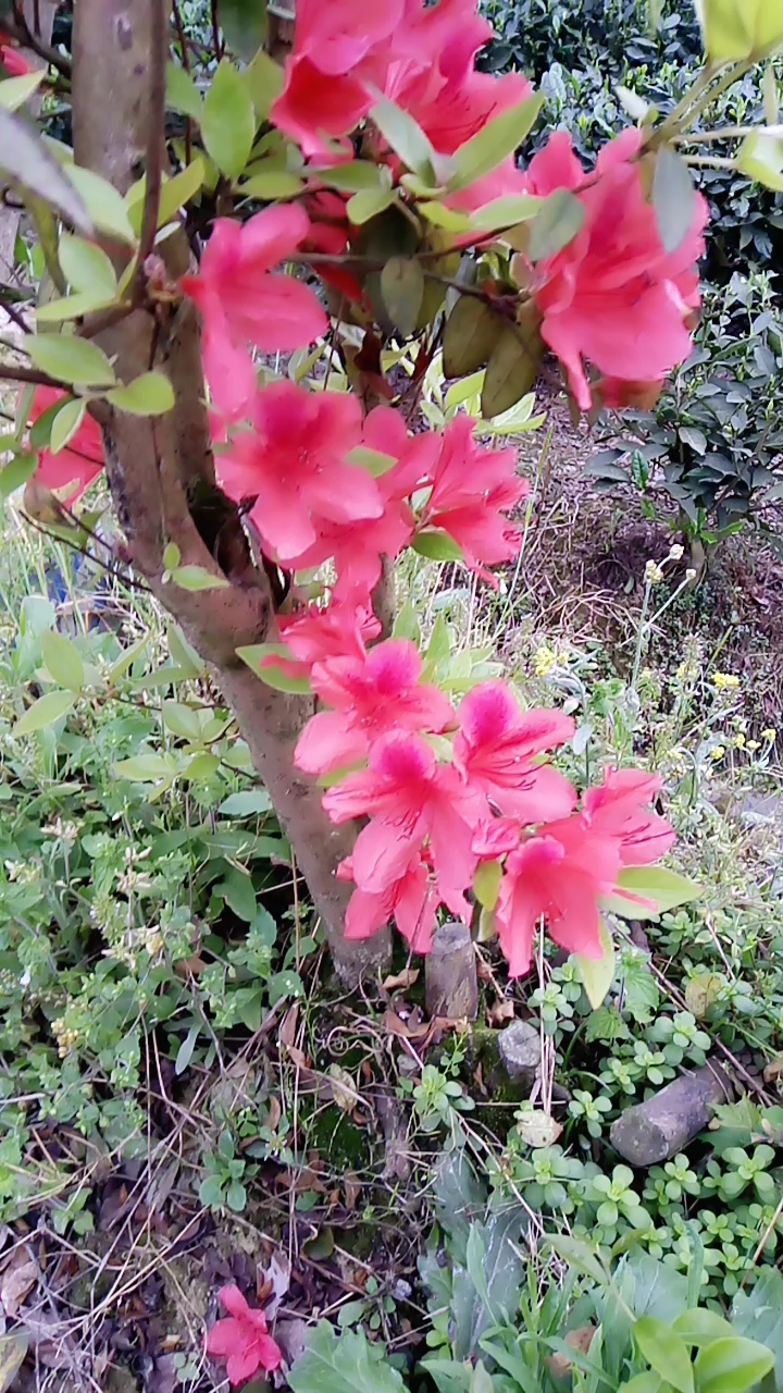 今天买山红花开了.