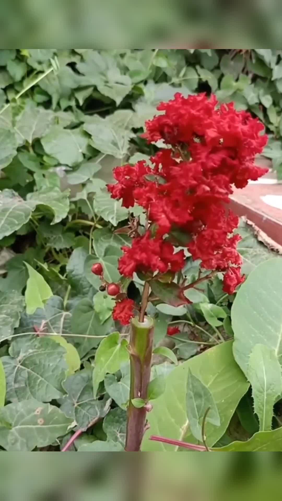 世界上顶尖嫁接百日红技术,一般人不会