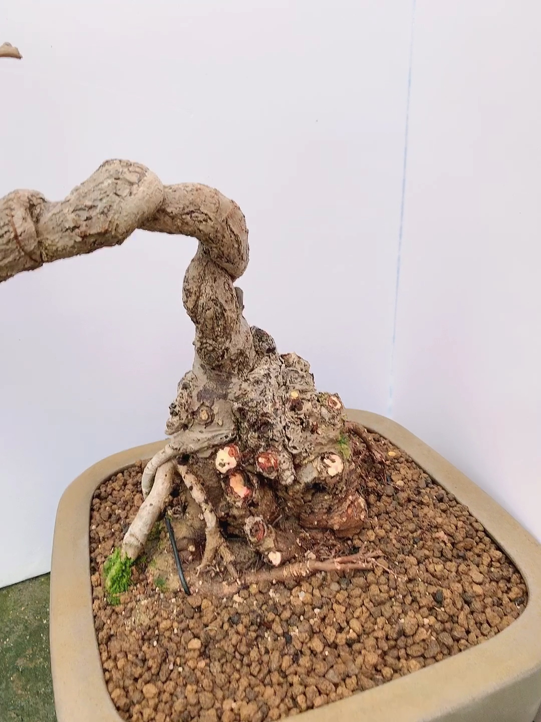 千奇百怪盆景桩#银杏老桩造型盆景,非常好养哦