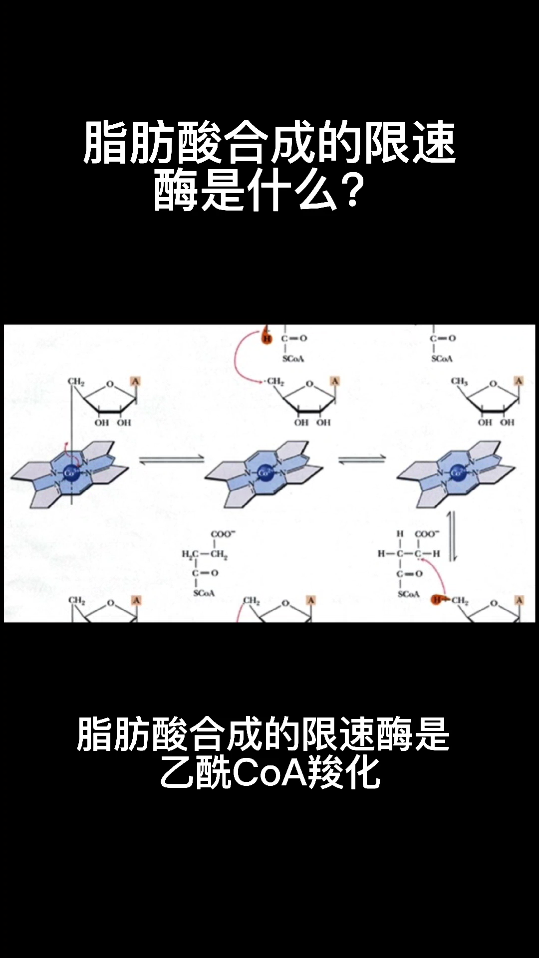 脂肪酸合成的限速酶是什么