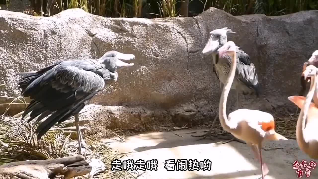 搞笑配音#走哦,看闹热哟!