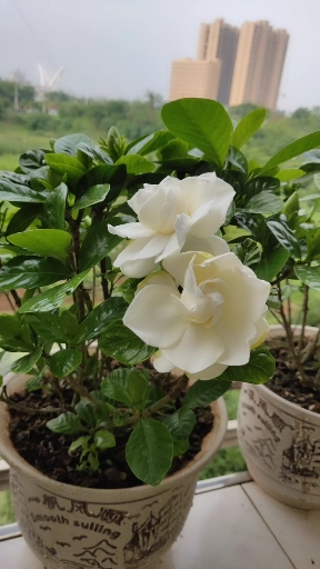 栀子花茉莉花开了.