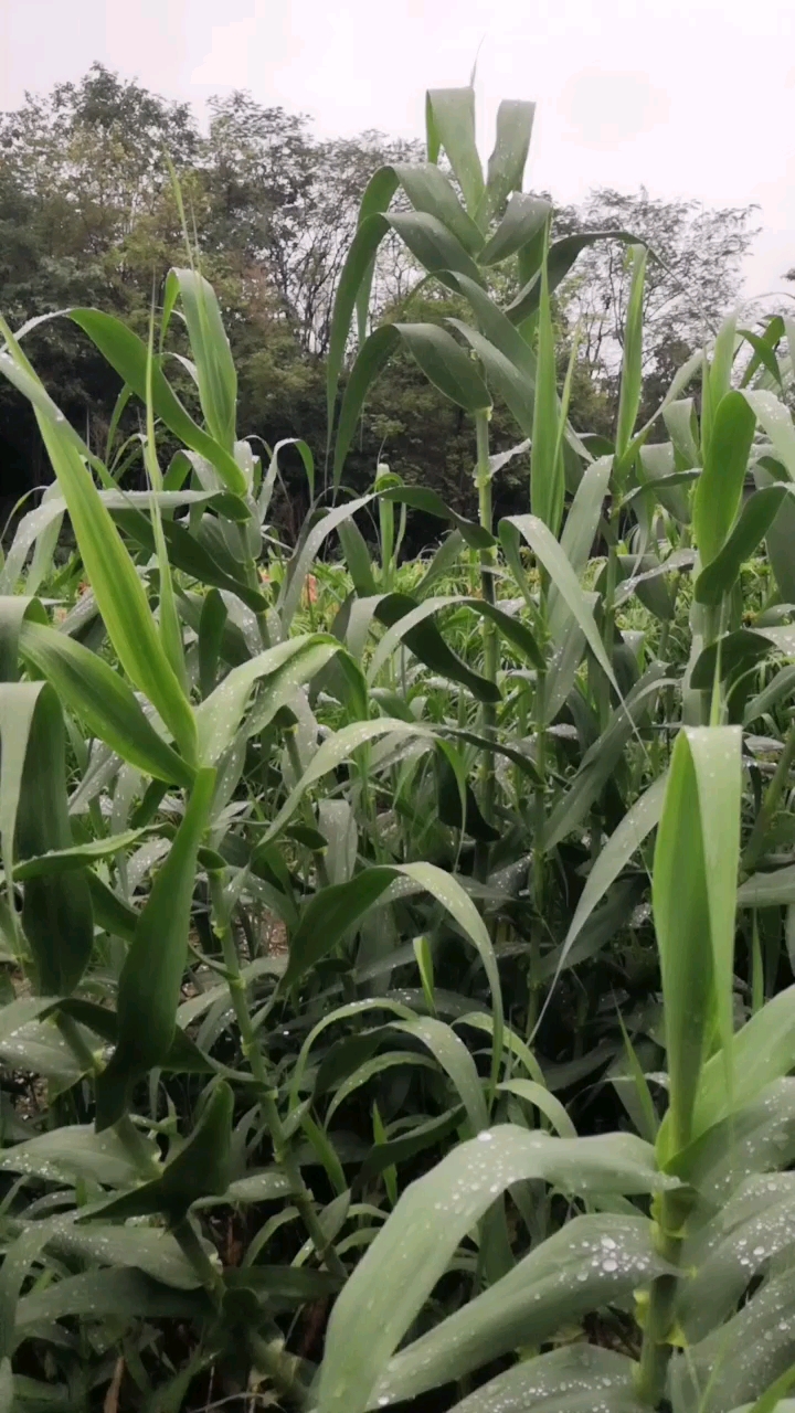 芦竹-长的即像芦苇,又像竹子的草