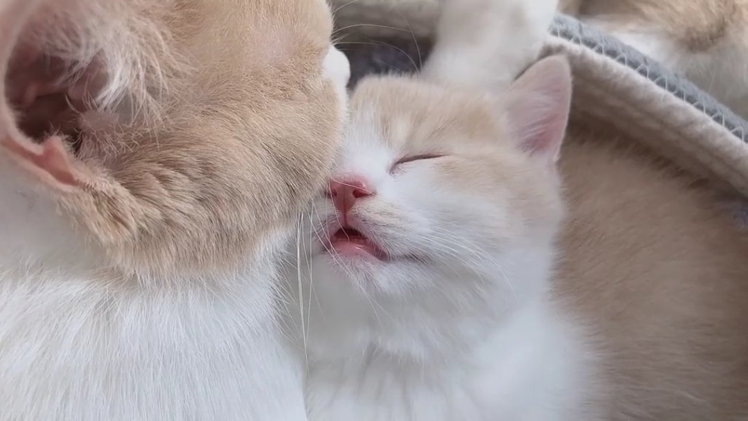 萌娃萌宠来袭#被妈妈搂在怀里睡的真香