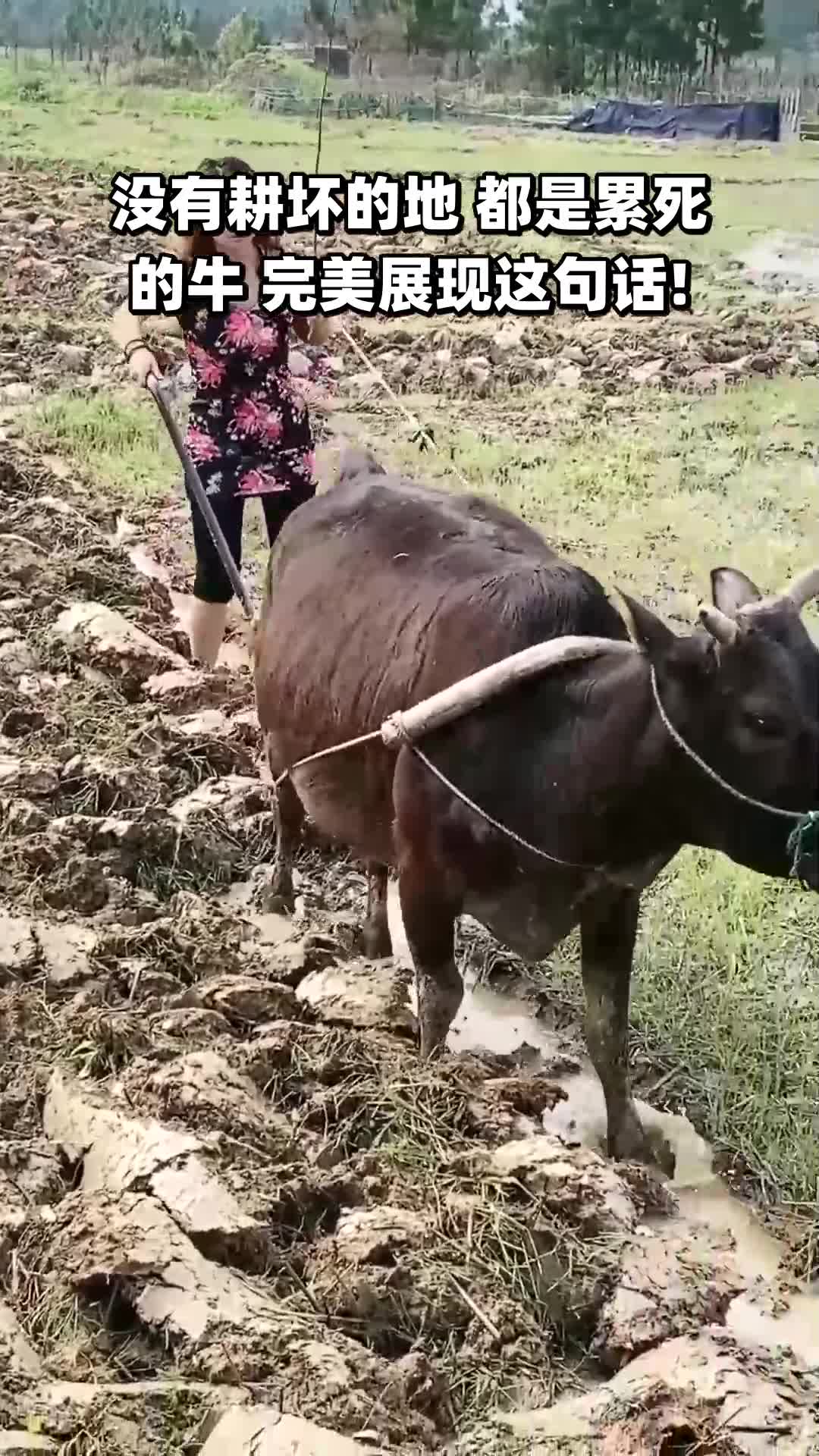 没有耕坏的地都是累死的牛完美展现这句话