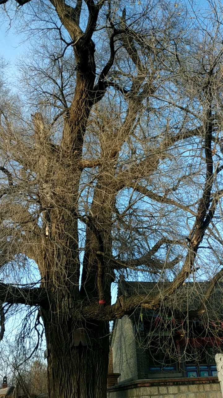 千年古榆有求必应见者发财