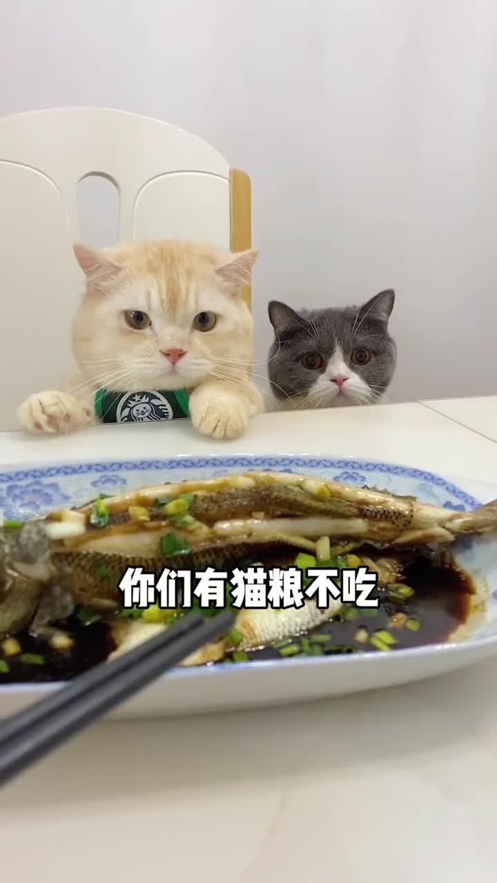 宠物最可爱的样子#小猫咪能有什么坏心思,只不过馋你的饭