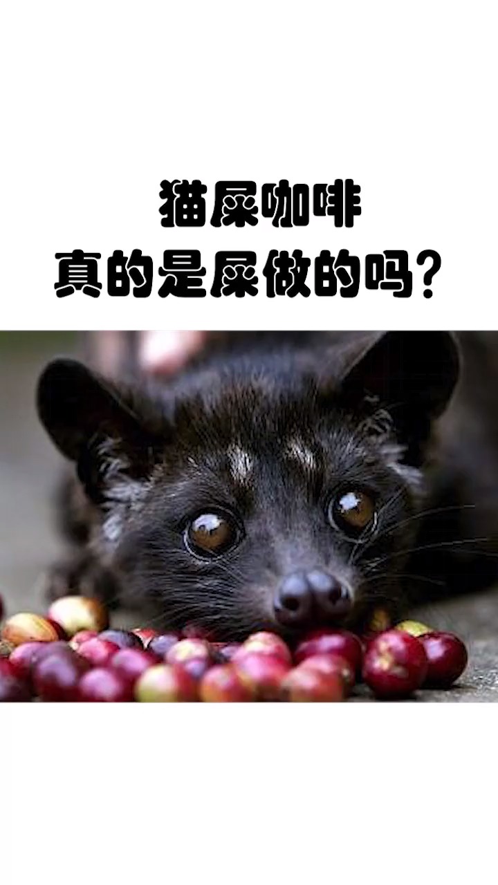 每天一点冷知识#猫屎咖啡真的是屎做的吗,有人喝过这种咖啡吗