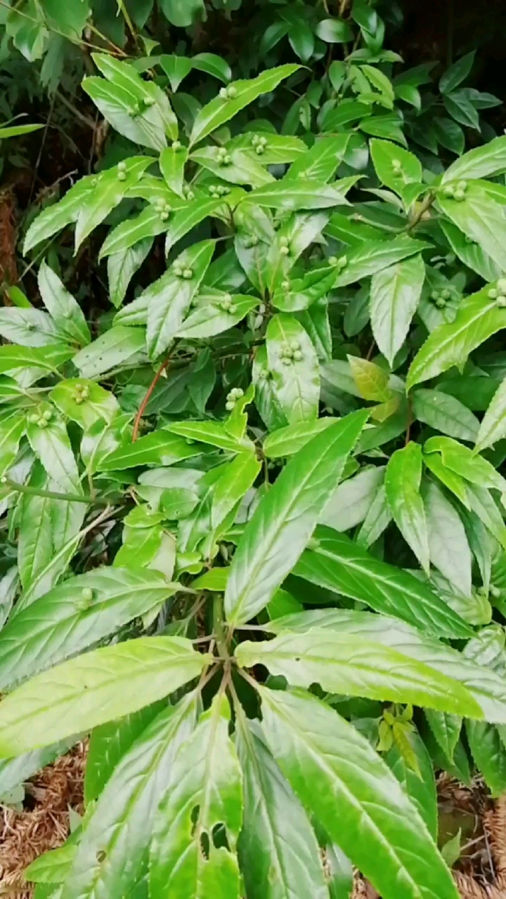 叶上生果