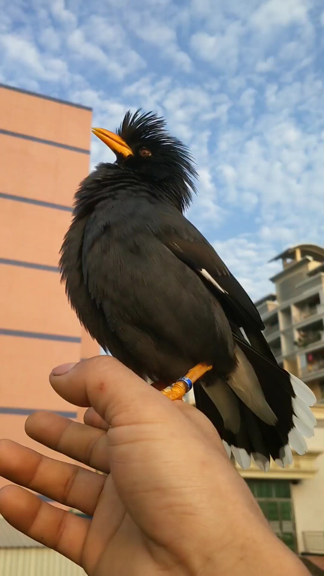 爱干净的八哥会说话呦