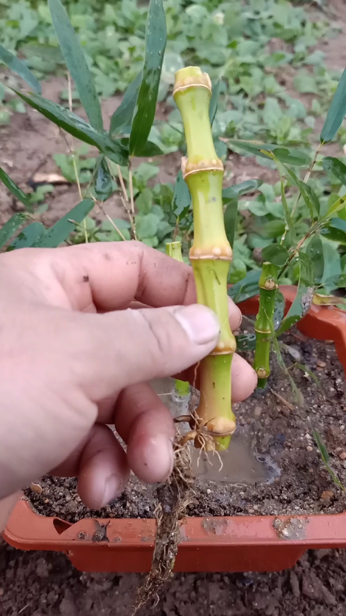 扦插技术#竹子扦插生根技术,一般人不会-度小视