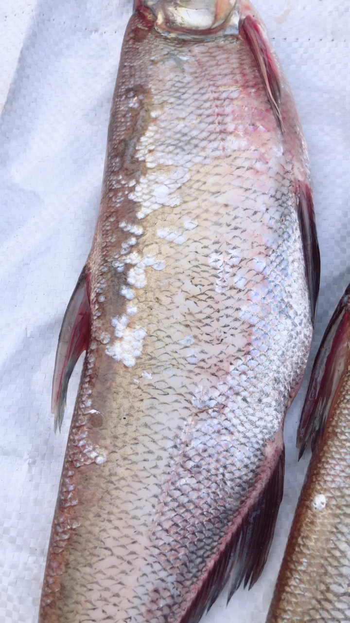 东极抚远的纯江野生大白鱼