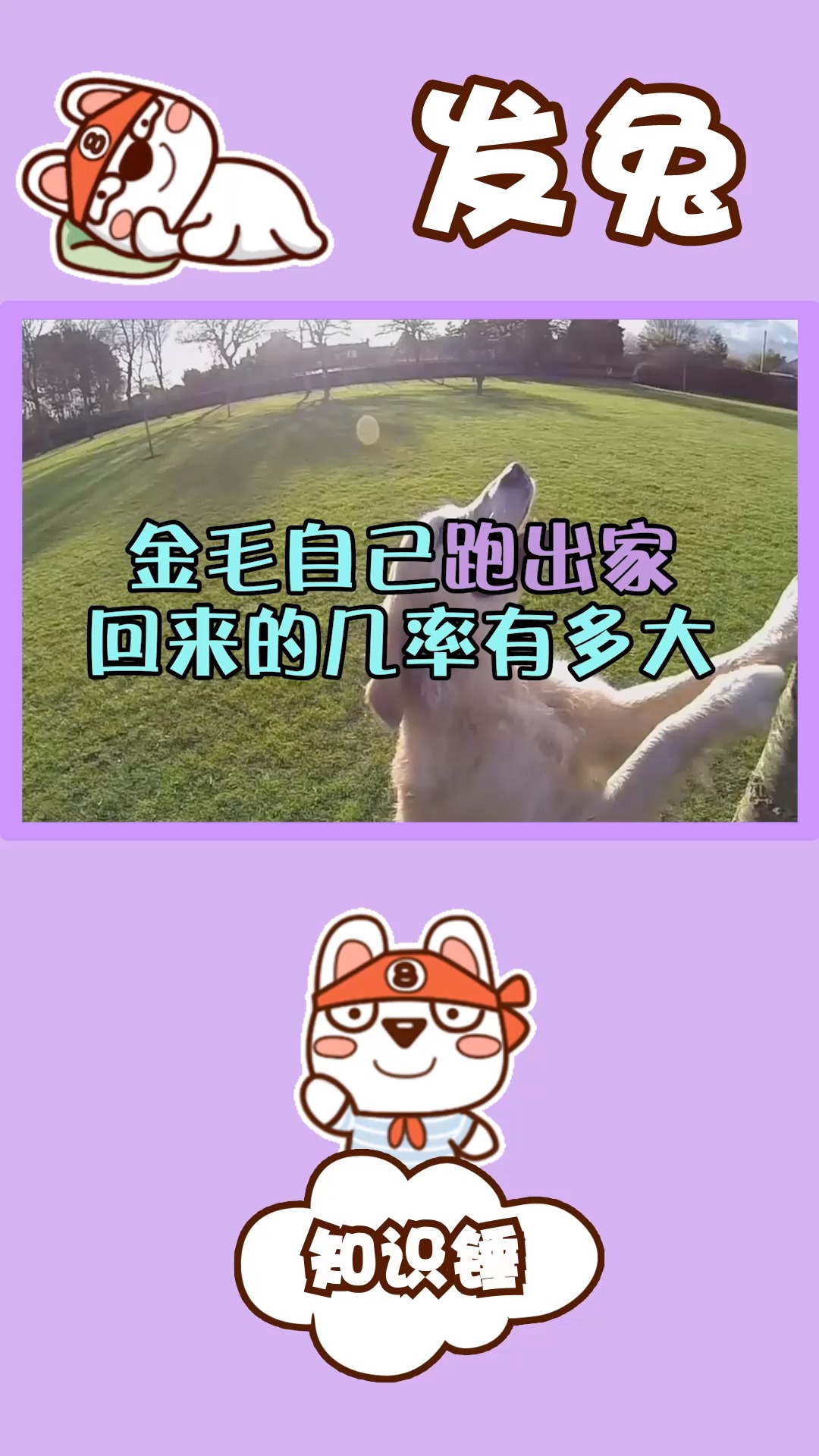 金毛自己跑出家门回来的几率有多大?