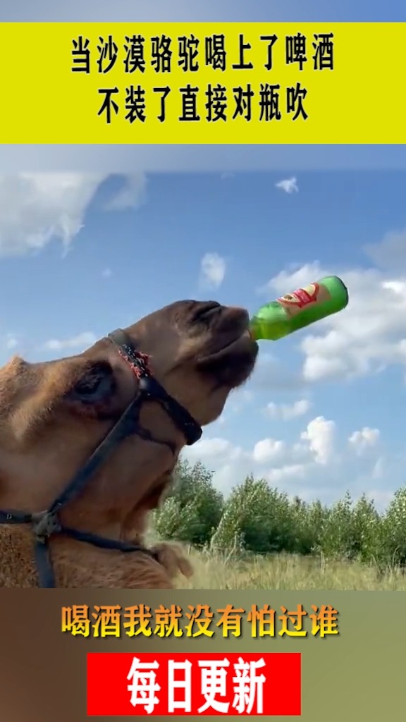 当沙漠骆驼喝上了啤酒不装了直接对瓶吹喝酒我就没有怕过谁