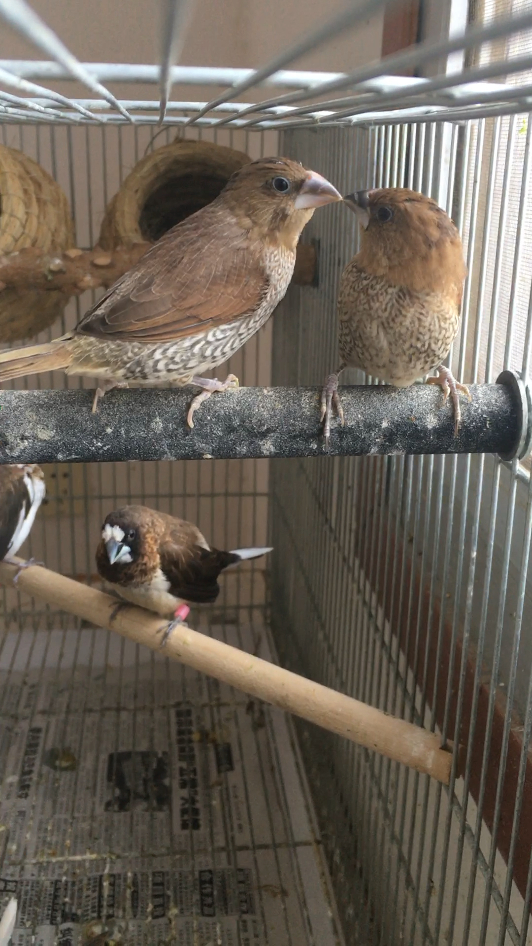 有没有谁看到过一个尼姑养的一只斑纹鸟"宽大"说话的视频