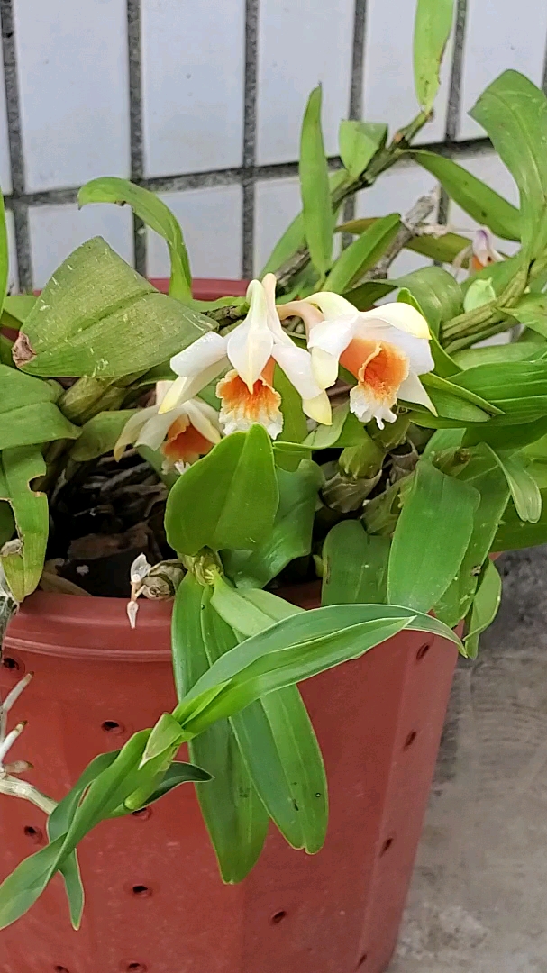 花卉#各种漂亮名贵的石斛