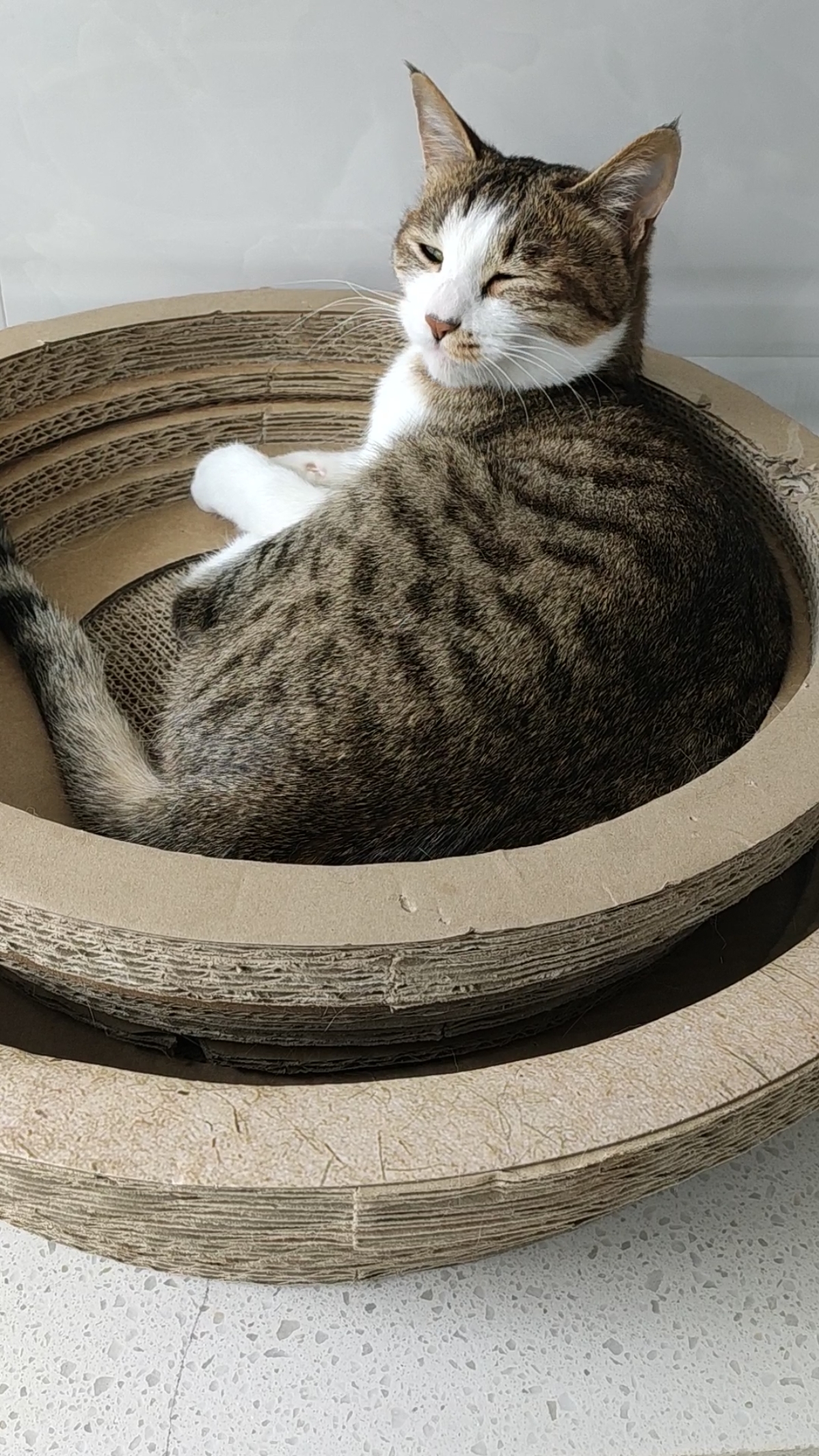 明天不上学了,一上英语课就喊古德猫