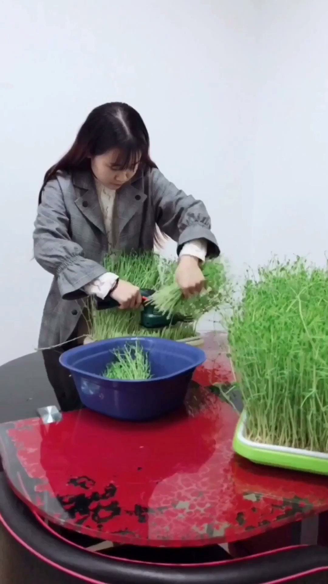 全民独门绝技咖#豌豆苗水饺好吃!