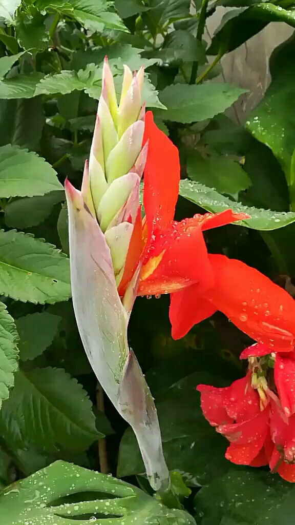 最美的情缘,美人蕉!