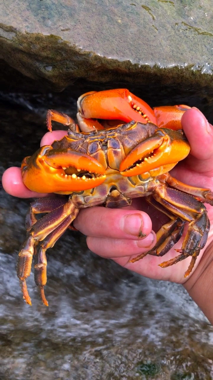 独一无二的山螃蟹
