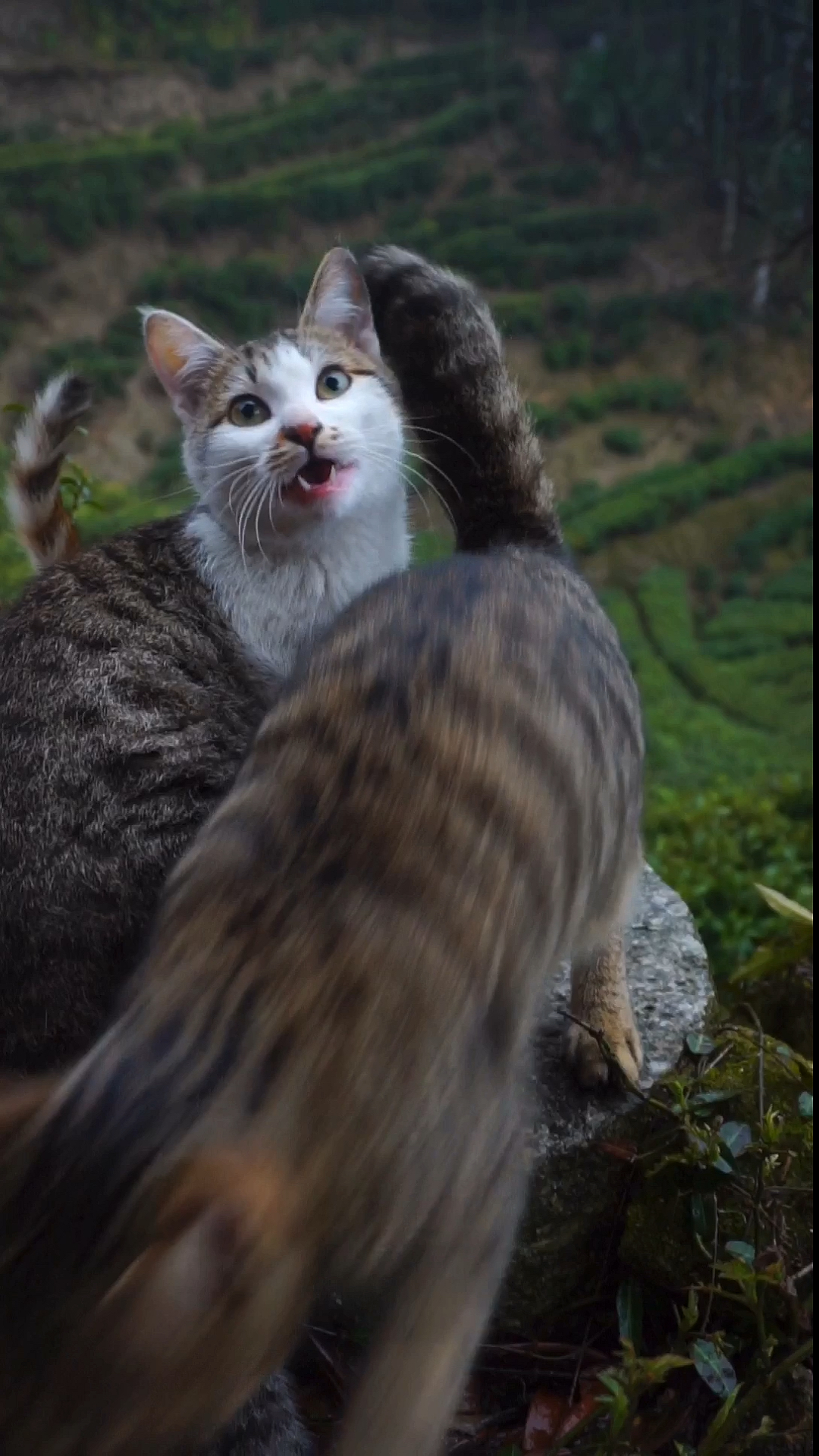 雪狸:下雨了 回家了吗