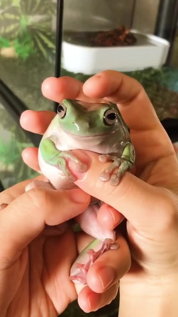 也许我上辈子丧尽天良才遇见你还不完的账宠物家有萌宠爬宠树蛙可爱蛙